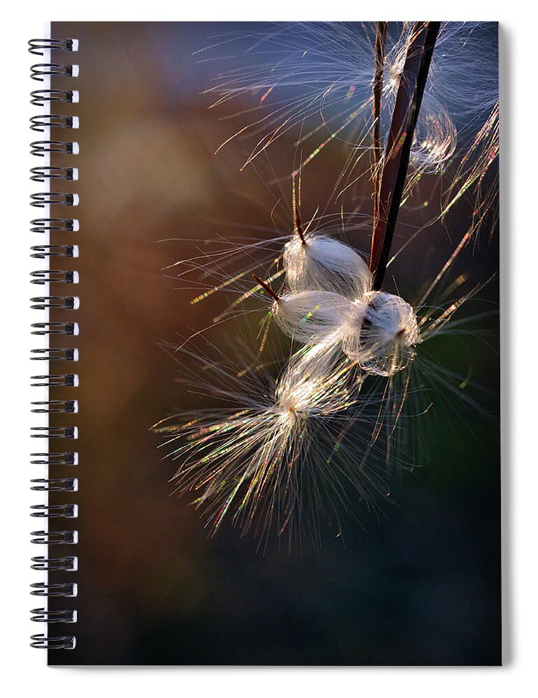 Milkweed Spiral Notebook featuring the photograph Flight by Michelle Wermuth