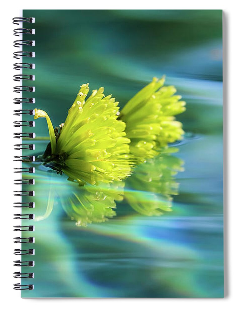 Arizona Spiral Notebook featuring the photograph Floating Daisies 1 by Dawn Richards