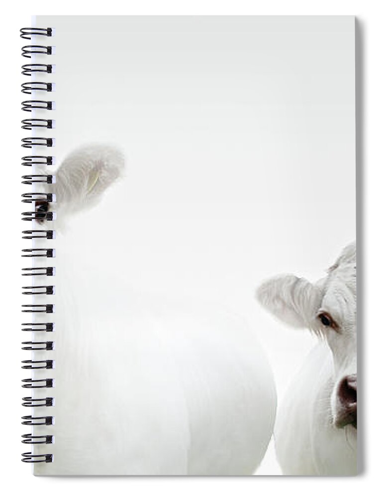 White Background Spiral Notebook featuring the photograph Flock Of Cows by Jojo1 Photography