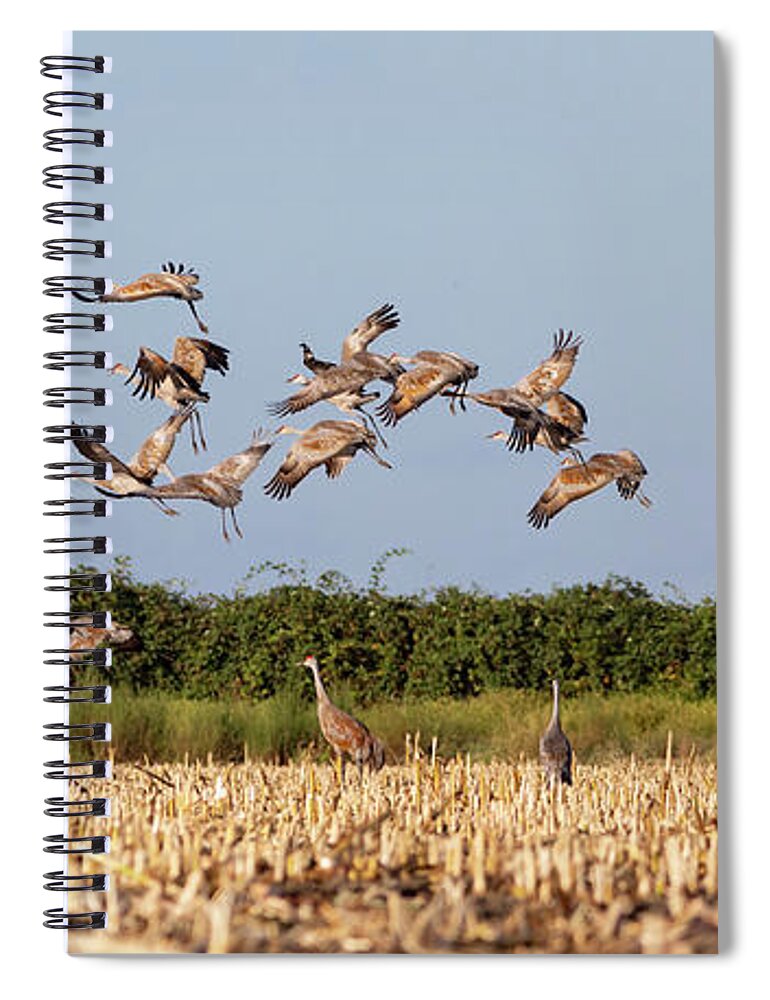 Cranes Spiral Notebook featuring the photograph Flock of Cranes Take Off by Lisa Malecki