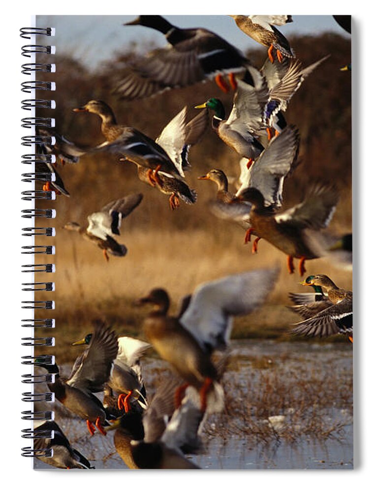 Taking Off Spiral Notebook featuring the photograph Flock Of Mallard Ducks Anas by Art Wolfe