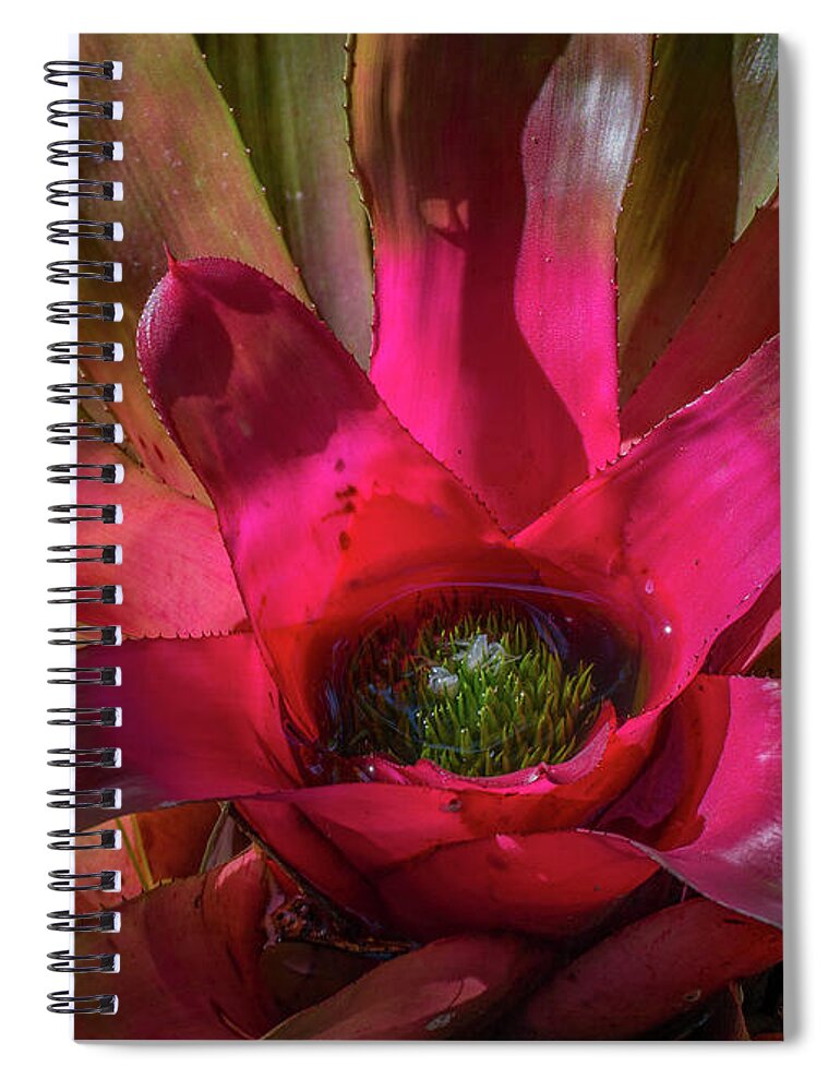 Bromeliad Spiral Notebook featuring the photograph Florida Raincatcher by Margaret Zabor
