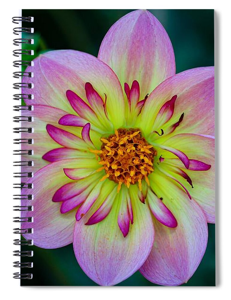 Flower Spiral Notebook featuring the photograph Flower 3 by Anamar Pictures