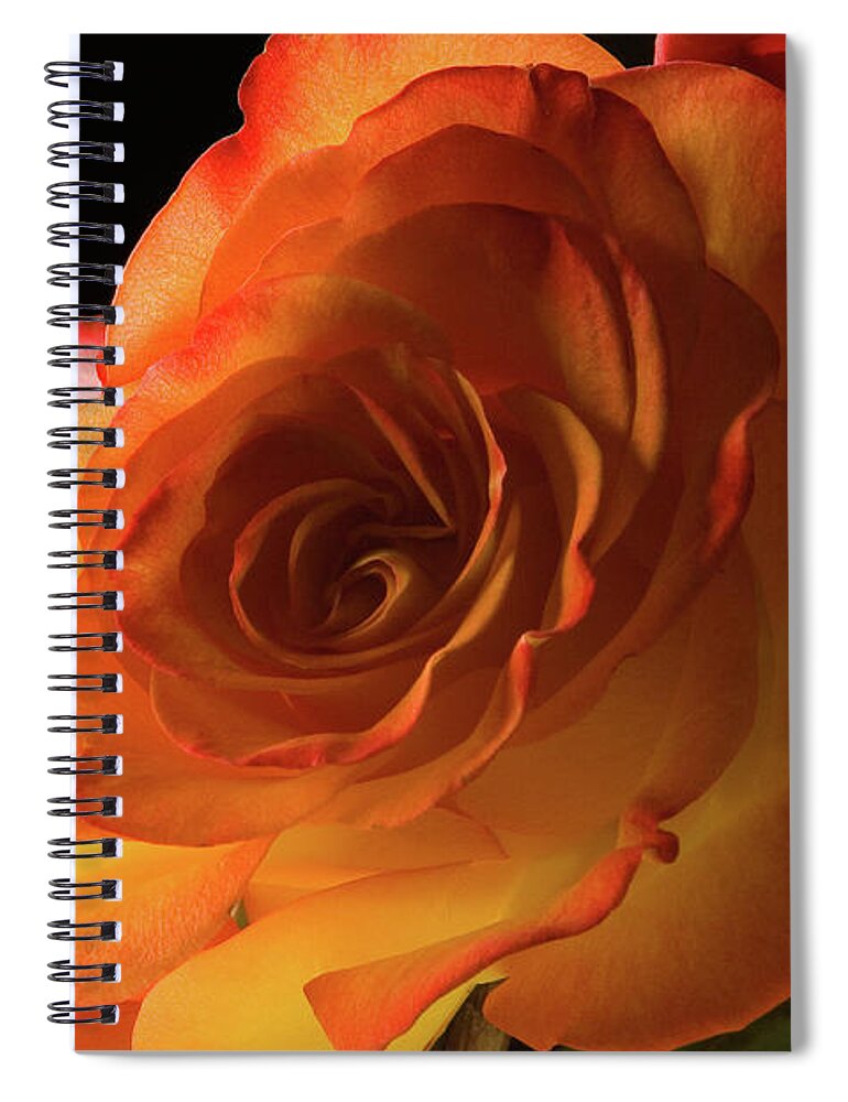 Orange Color Spiral Notebook featuring the photograph Flower by Jupiterimages