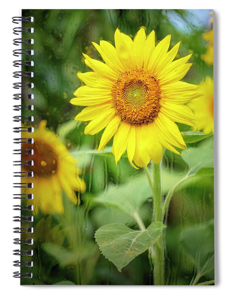 Sunflowers Spiral Notebook featuring the photograph Flowers in the Rain 4 by Deborah Penland
