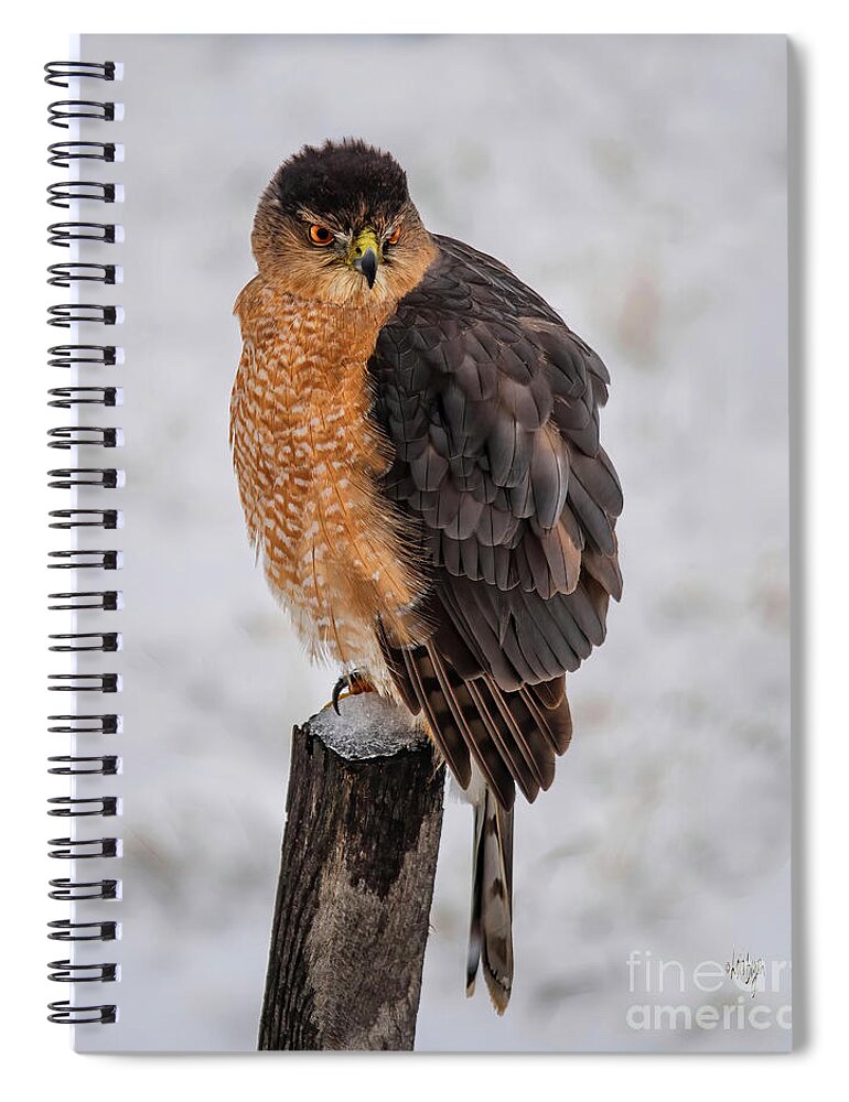 Bird Spiral Notebook featuring the photograph Fluffy Cooper's Hawk In Snow by Lois Bryan