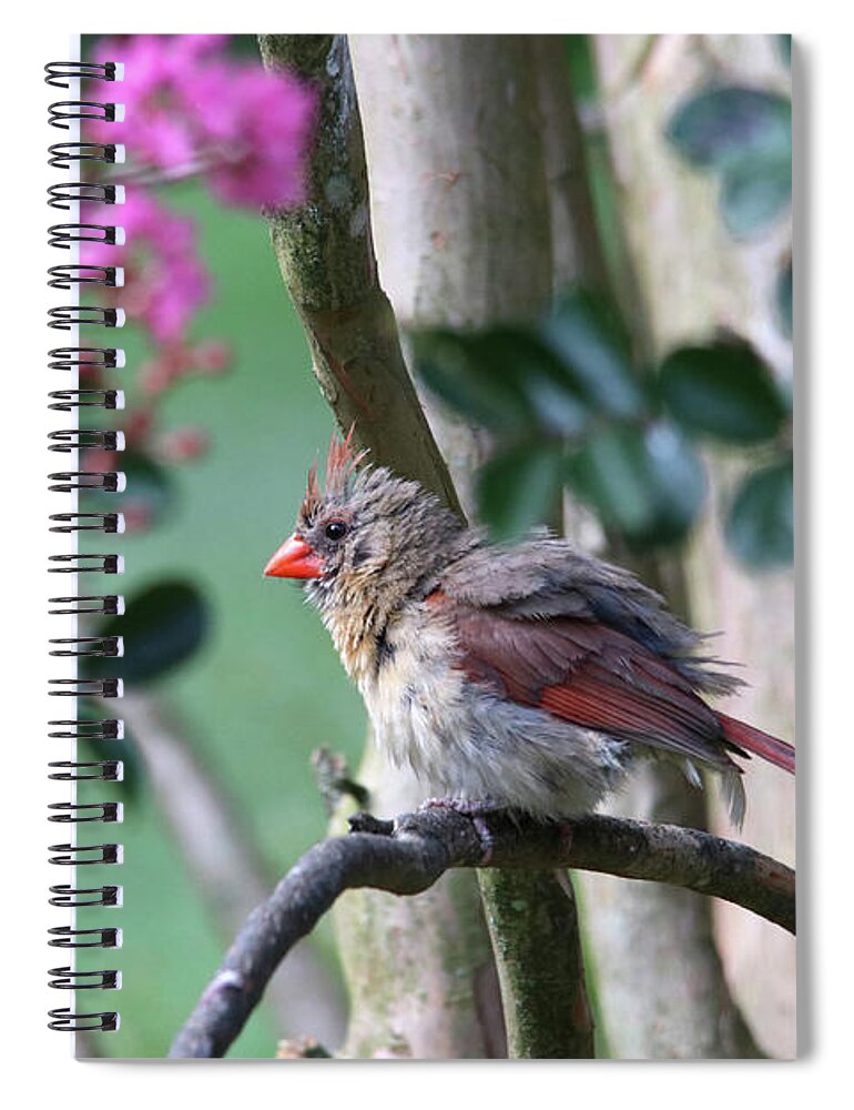 Birds Spiral Notebook featuring the photograph Fluffy Female Cardinal by Trina Ansel