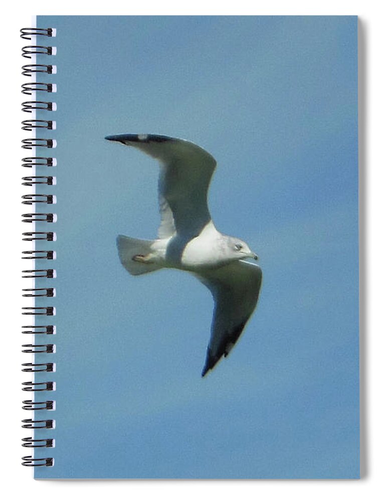 Flying Seagull Spiral Notebook featuring the photograph Flying Seagull by Rockin Docks