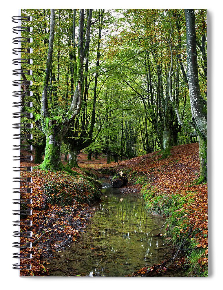 Tranquility Spiral Notebook featuring the photograph Follow Me by Contact Me At Jgdamlow@gmail.com