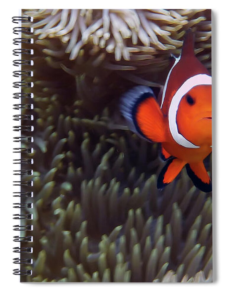 Underwater Spiral Notebook featuring the photograph Found Nemo by Klaus Brandstaetter