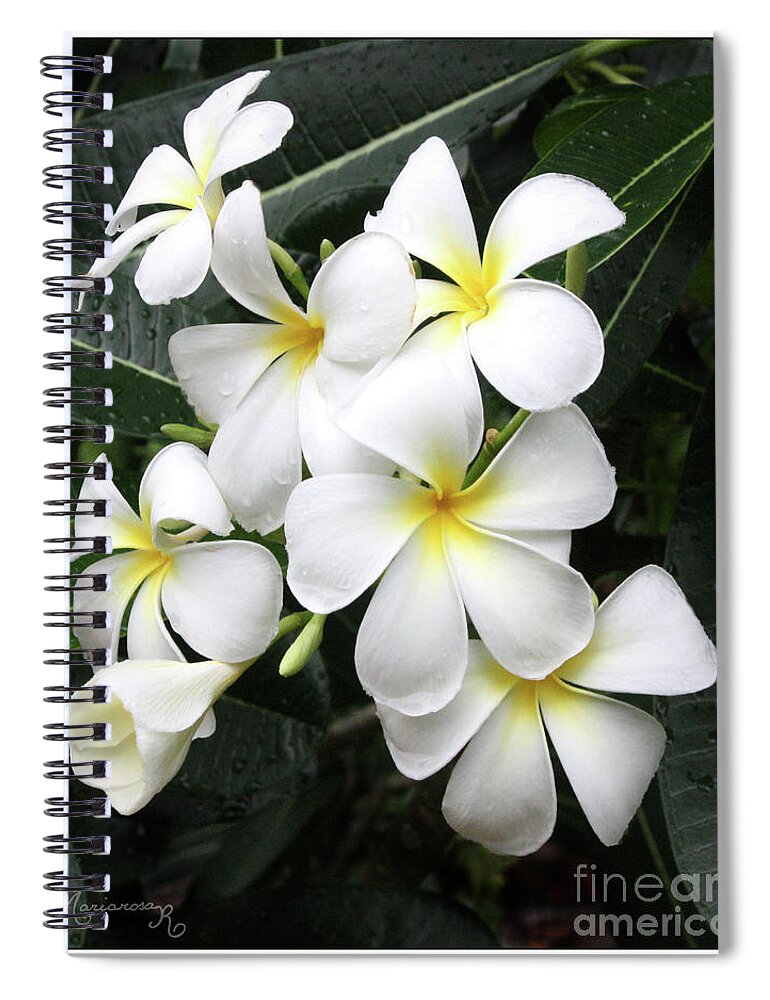 Flora Spiral Notebook featuring the photograph Fragrant White Plumeria by Mariarosa Rockefeller