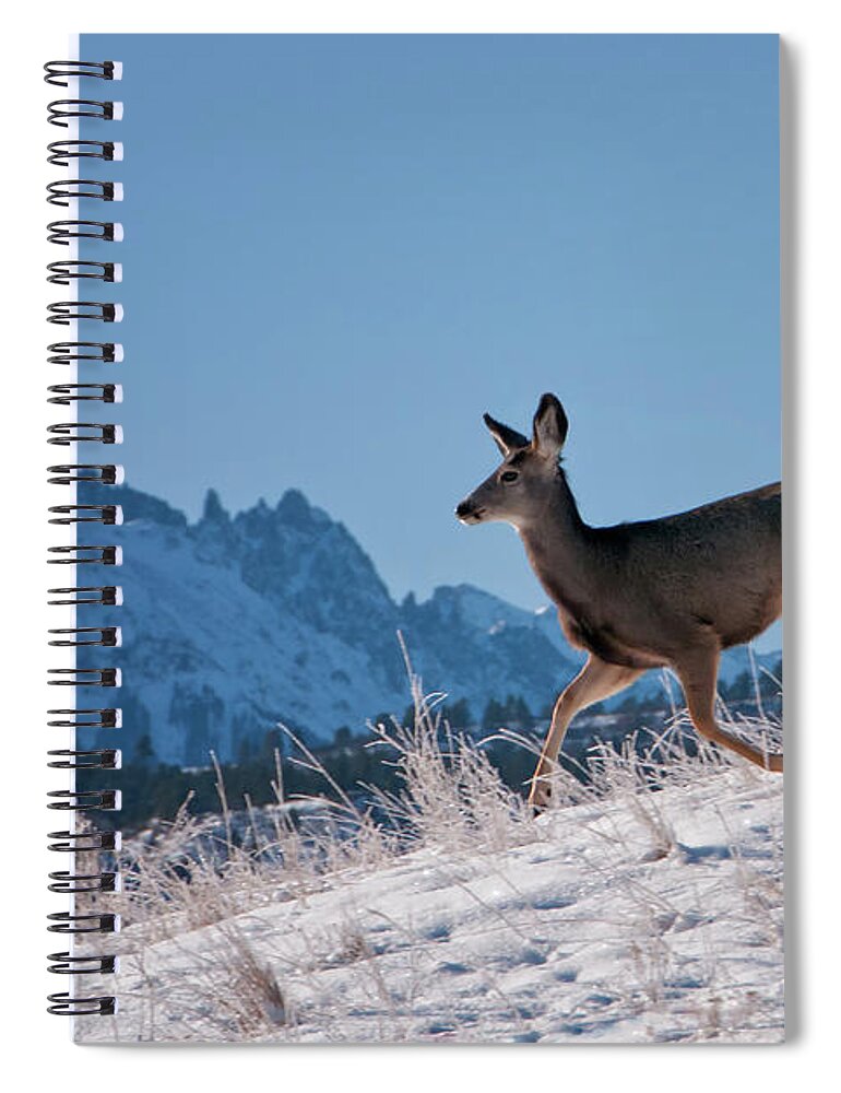 Snow Spiral Notebook featuring the photograph Free by Amy Hudechek