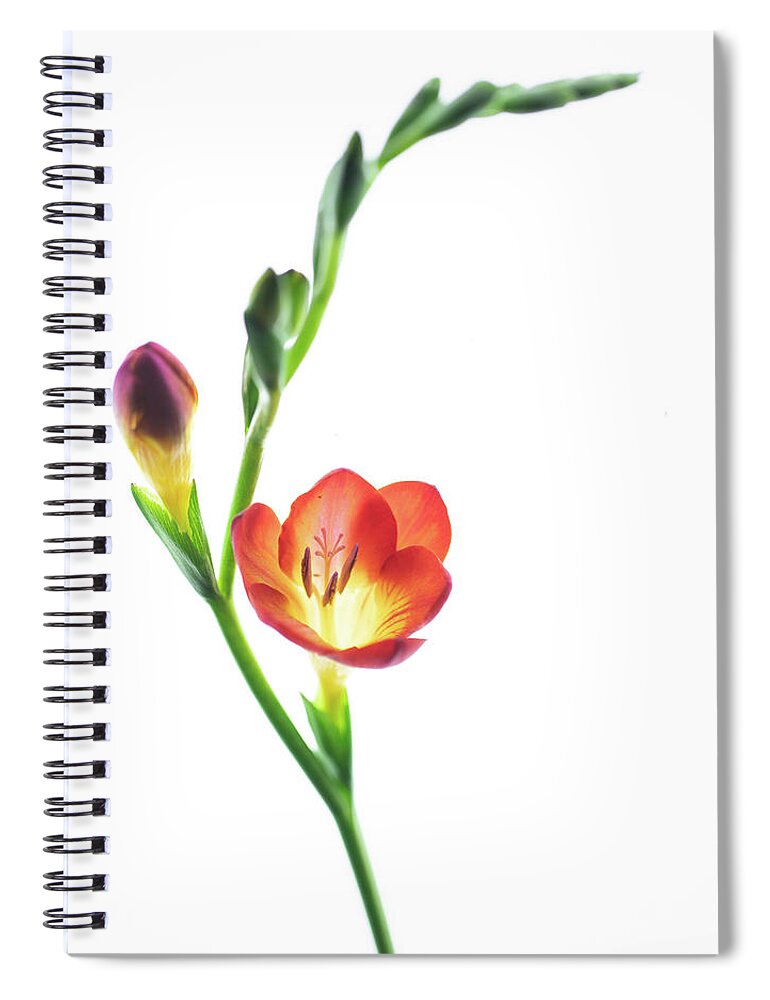 Flowers Spiral Notebook featuring the photograph Freesia 2 by Rebecca Cozart