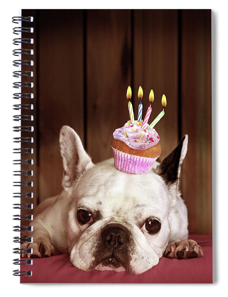 Pets Spiral Notebook featuring the photograph French Bulldog With Birthday Cupcake by Retales Botijero