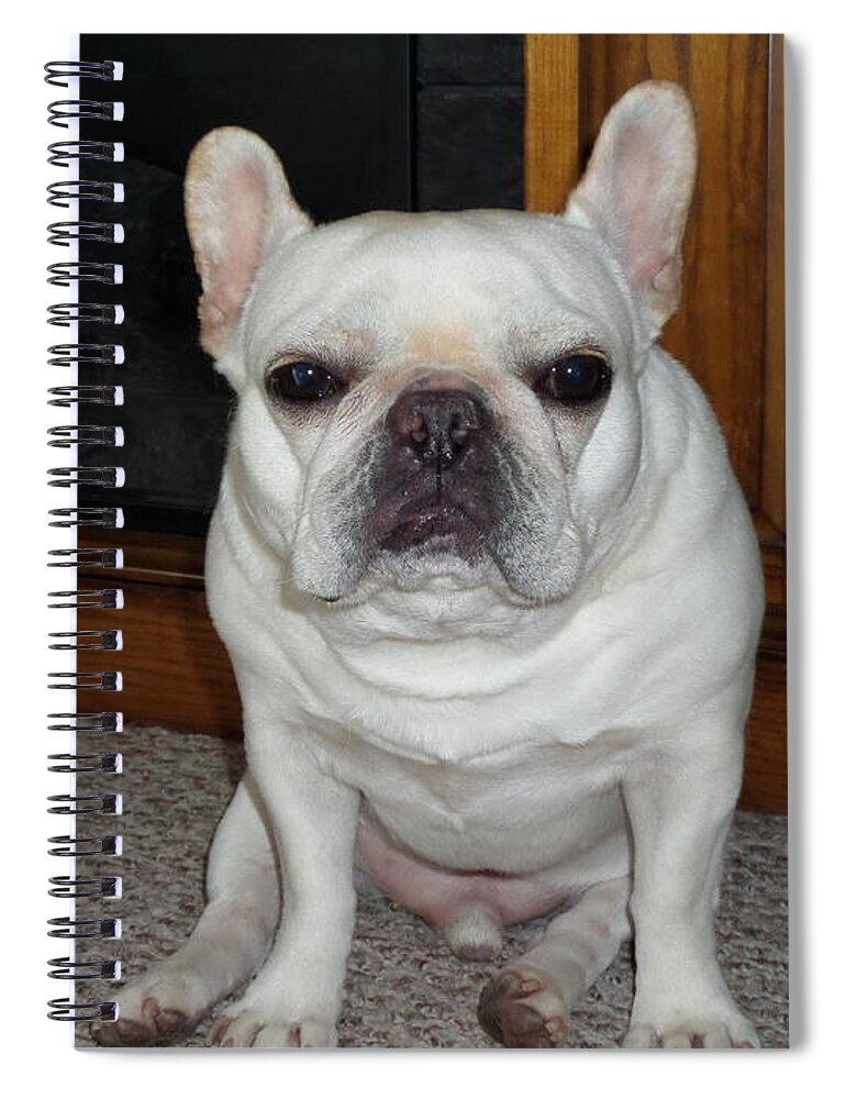 Frenchie Spiral Notebook featuring the photograph Frenchie by Barbra Telfer
