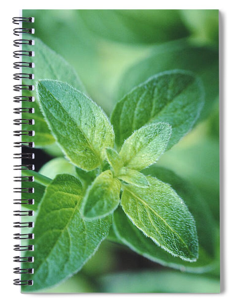 Full Frame Spiral Notebook featuring the photograph Fresh Mint Leaf, Close-up by John Foxx
