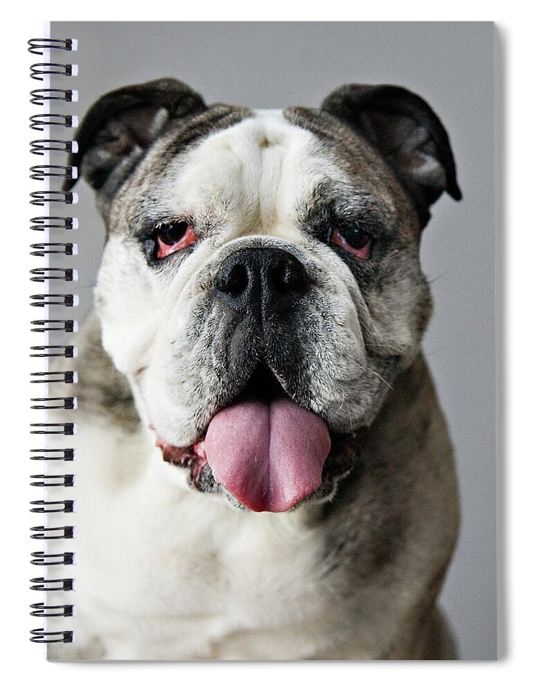 Pets Spiral Notebook featuring the photograph Frida by Laura Layera