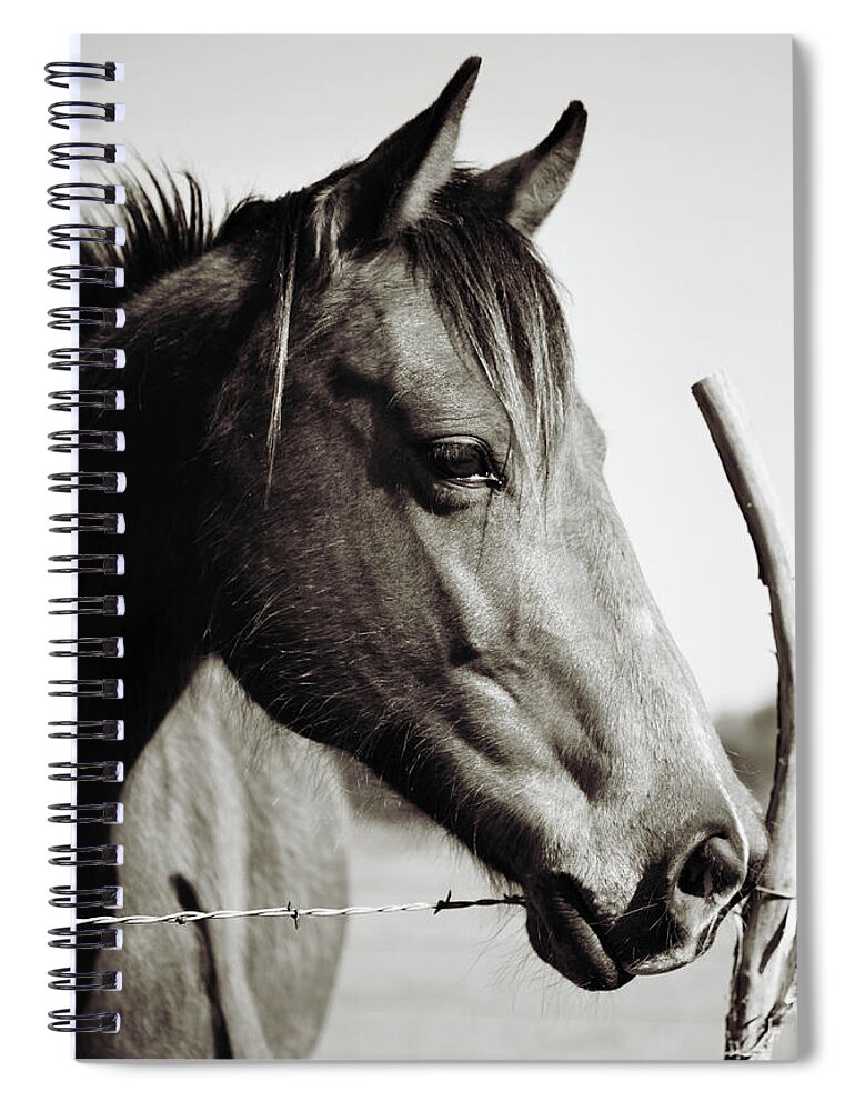 Horse Spiral Notebook featuring the photograph Friendly Face by Toni Hopper
