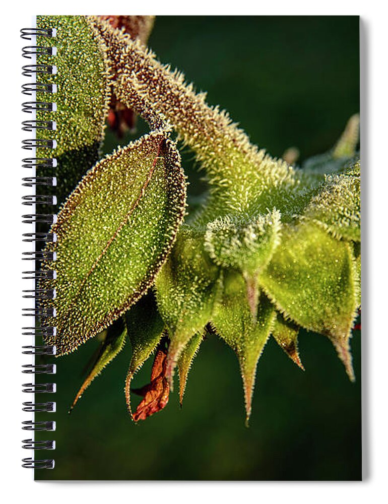 Maine Spiral Notebook featuring the photograph Frost on Sunflower by Alana Ranney