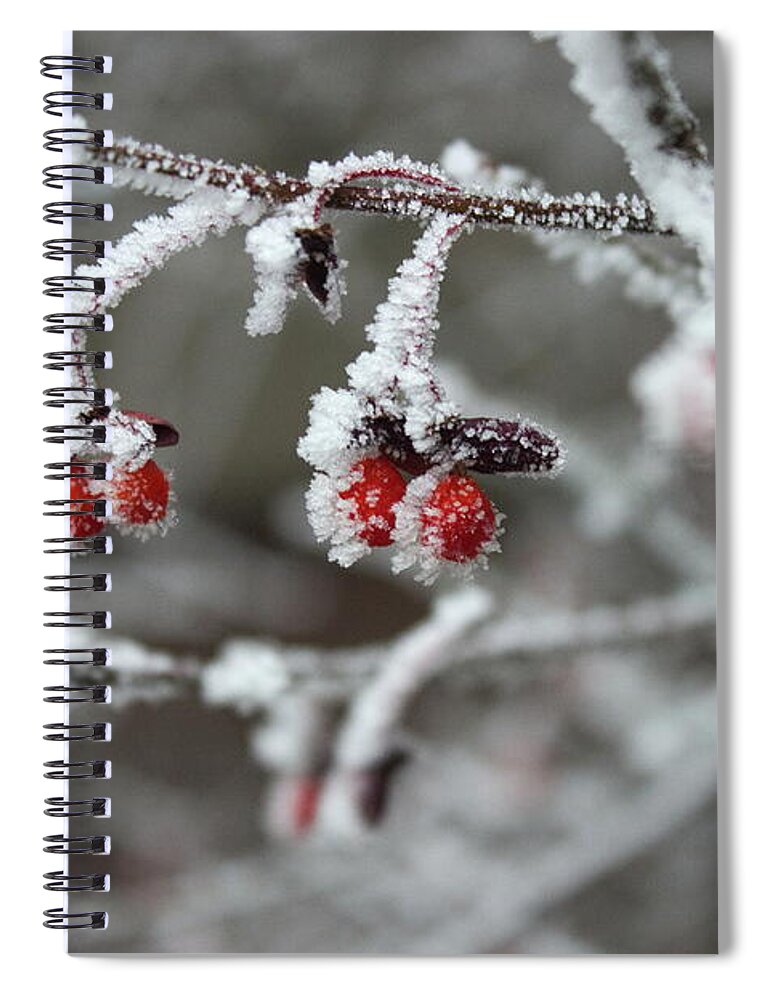 Euonymus Alatus Spiral Notebook featuring the photograph Frosted berries by Jean Evans