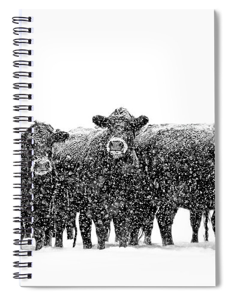 Cattle Spiral Notebook featuring the photograph Frosty Faces Black Angus Cows Montana by Jennie Marie Schell