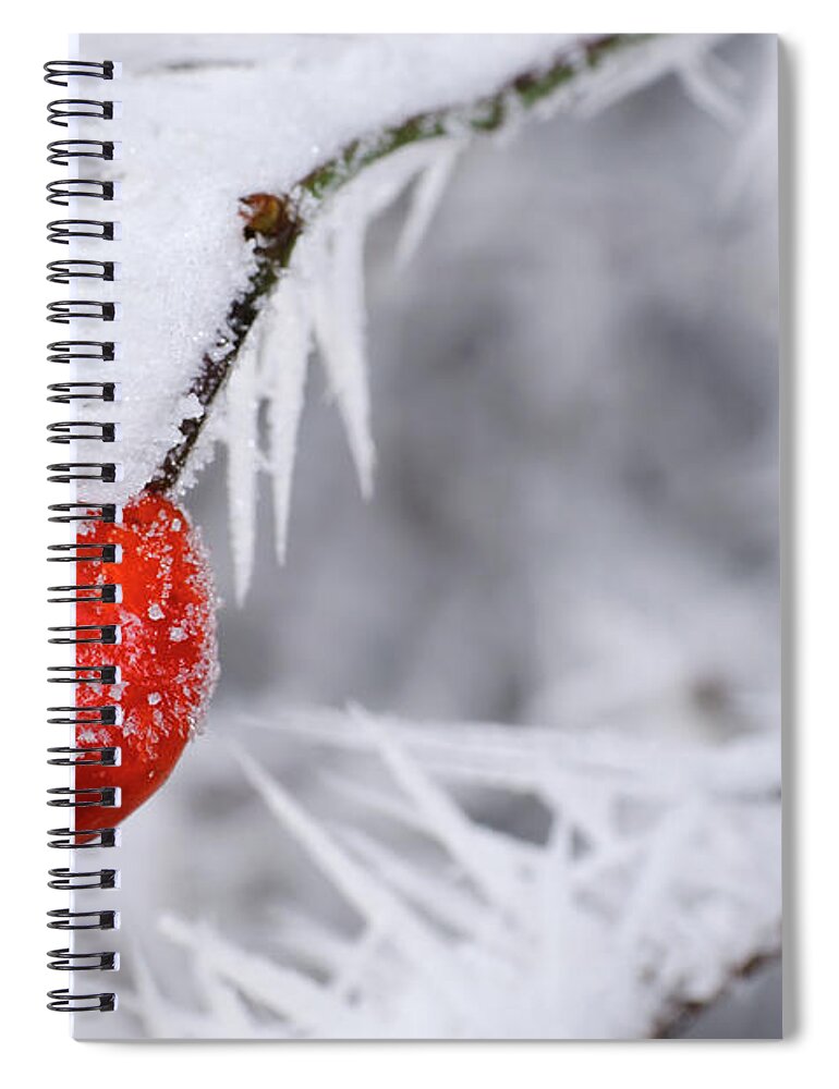 Snow Spiral Notebook featuring the photograph Frozen Red Berries by Mac99