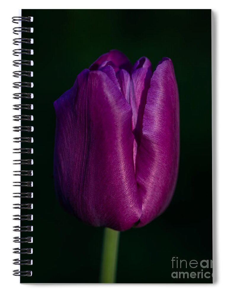 Photography Spiral Notebook featuring the photograph Fuchsia Tulip by Alma Danison