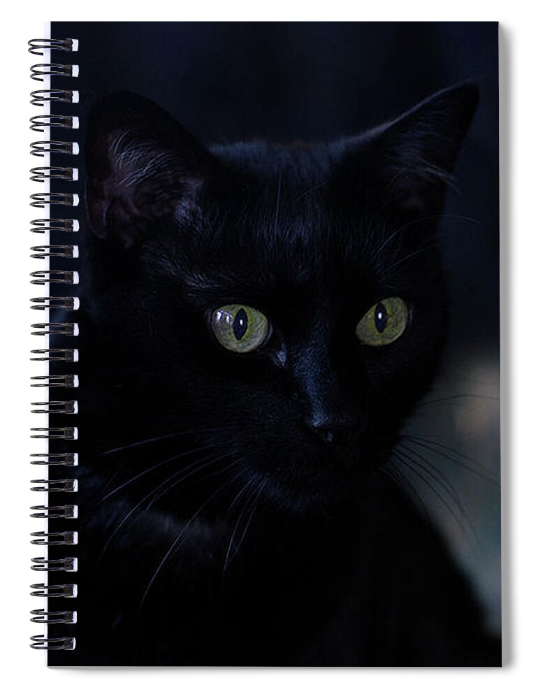 Black Cat Photograph Spiral Notebook featuring the photograph Gabriel by Irina ArchAngelSkaya