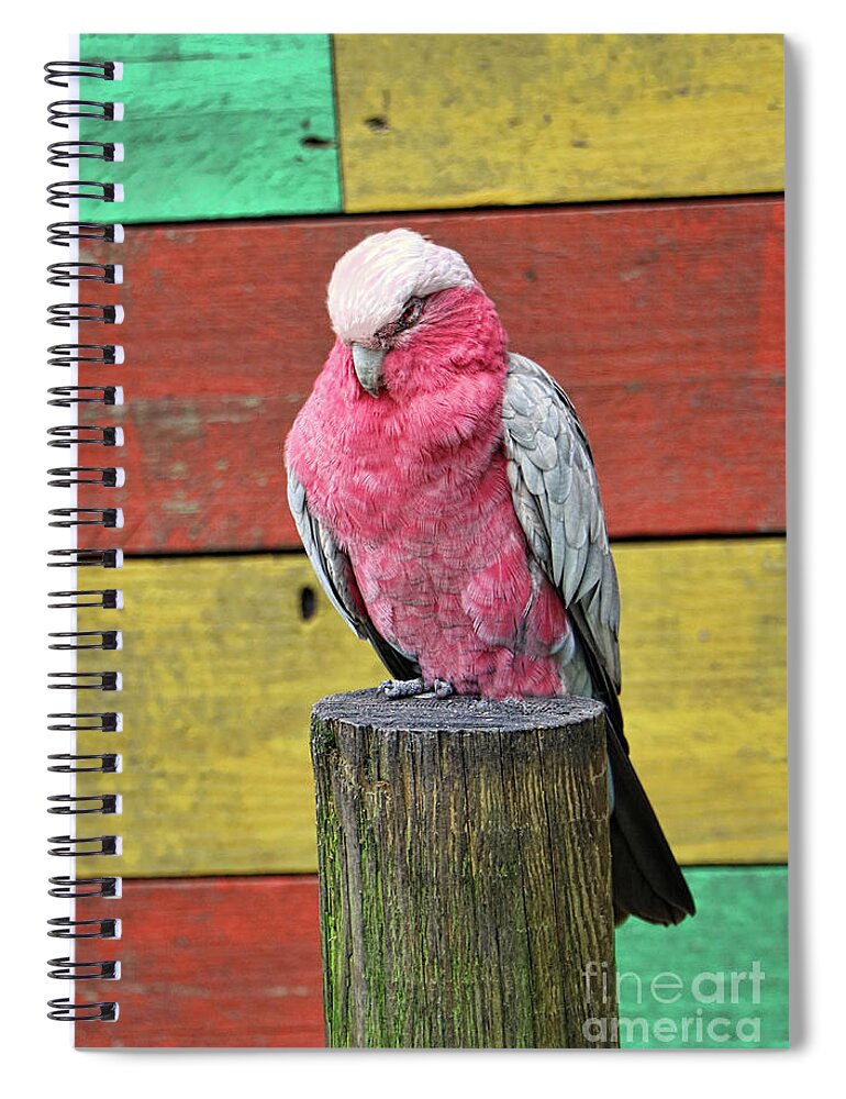 Galah Cockatoo Spiral Notebook featuring the photograph Galah Cockatoo by Jeff Breiman