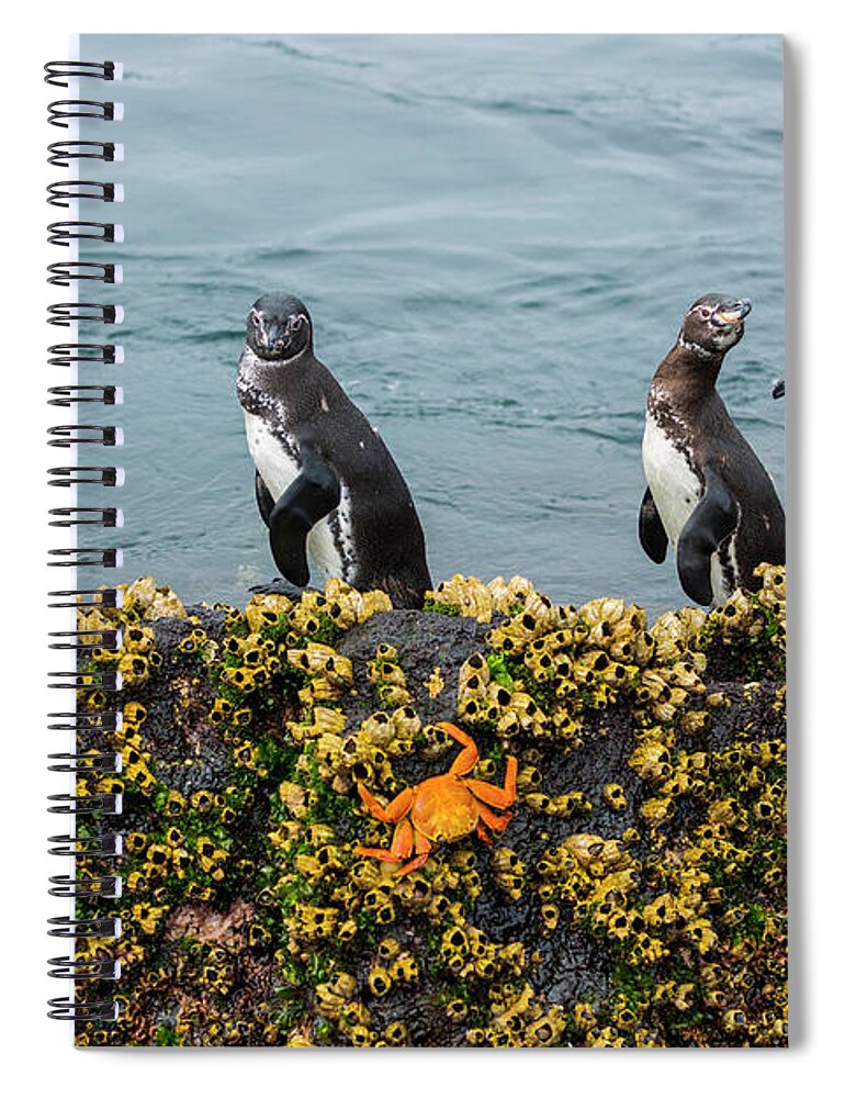 Animal Spiral Notebook featuring the photograph Galapagos Penguin On Rock by Tui De Roy