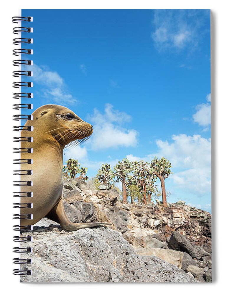 Animals Spiral Notebook featuring the photograph Galapagos Sea Lion On Santa Fe Island by Tui De Roy