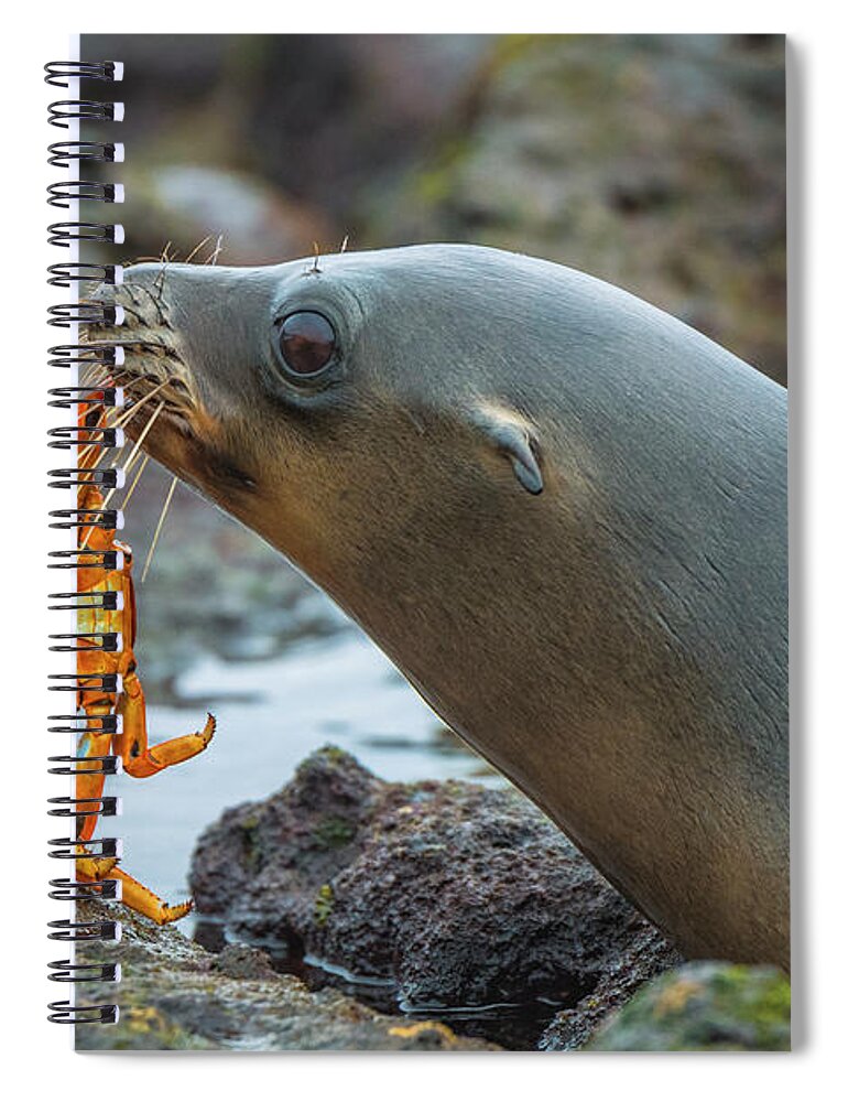 Adult Spiral Notebook featuring the photograph Galapagos Sea Lion With Sally Lightfoot by Tui De Roy