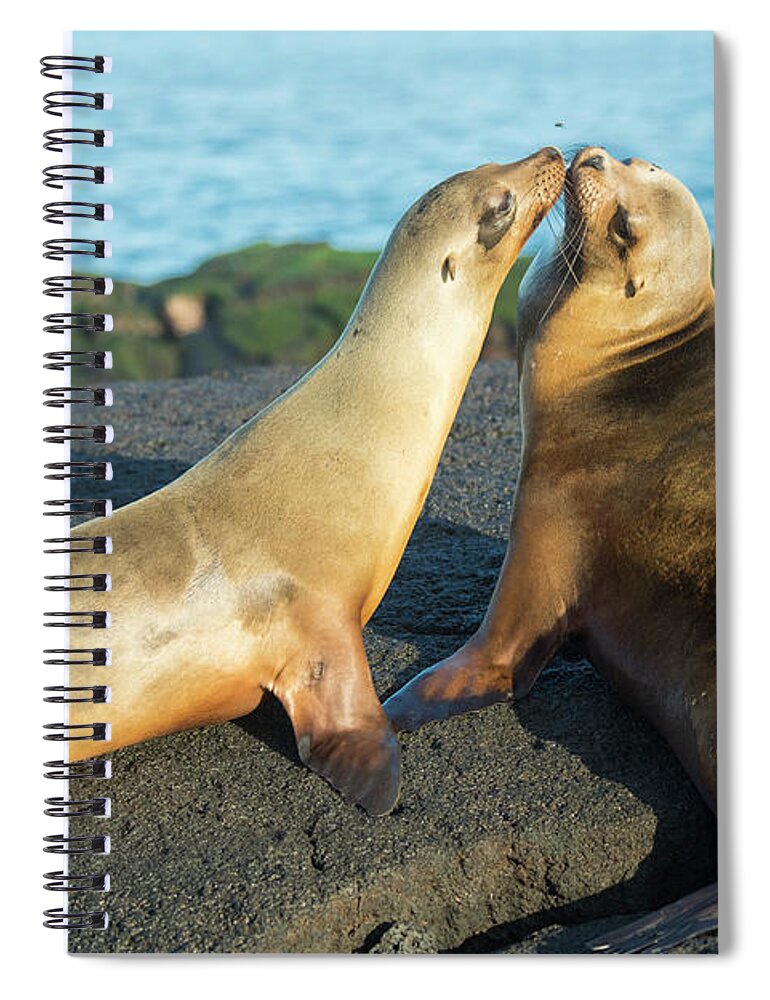 Affection Spiral Notebook featuring the photograph Galapagos Sea Lions Greeting by Tui De Roy