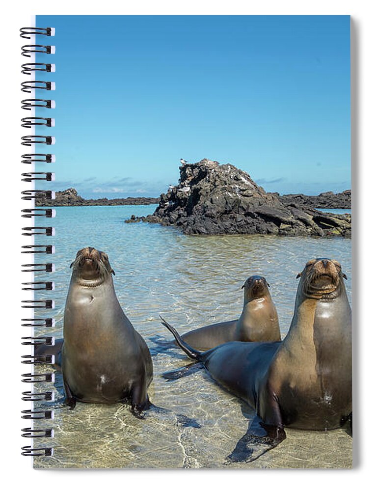 Animal In Habitat Spiral Notebook featuring the photograph Galapagos Sea Lions In Cove by Tui De Roy