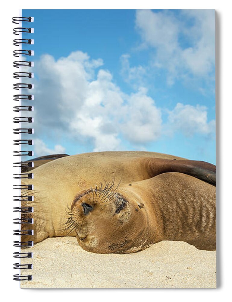 Animal Spiral Notebook featuring the photograph Galapagos Sea Lions Sleeping by Tui De Roy
