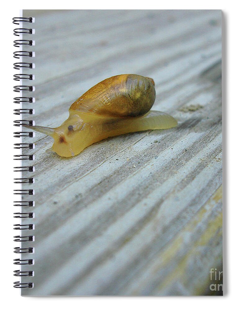 Garden Snail Spiral Notebook featuring the photograph Garden Snail 2 by Amy E Fraser