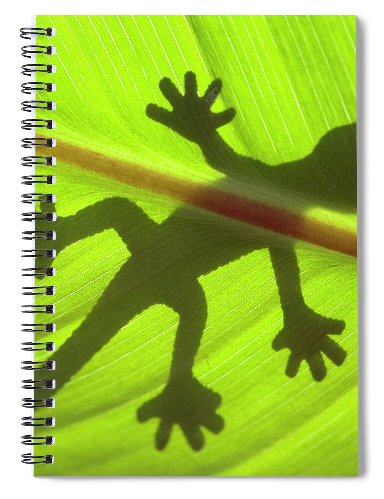 Shadow Spiral Notebook featuring the photograph Gecko by Nick M Do