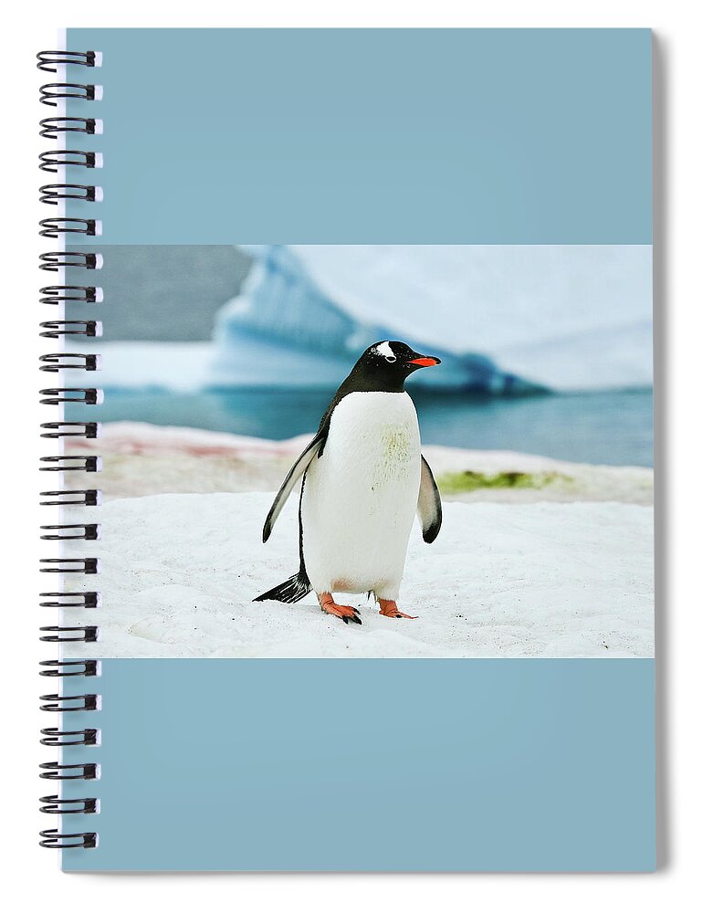Gentoo Penguin Antarctica Spiral Notebook featuring the photograph Gentoo penguin Antarctica by Greg Smith