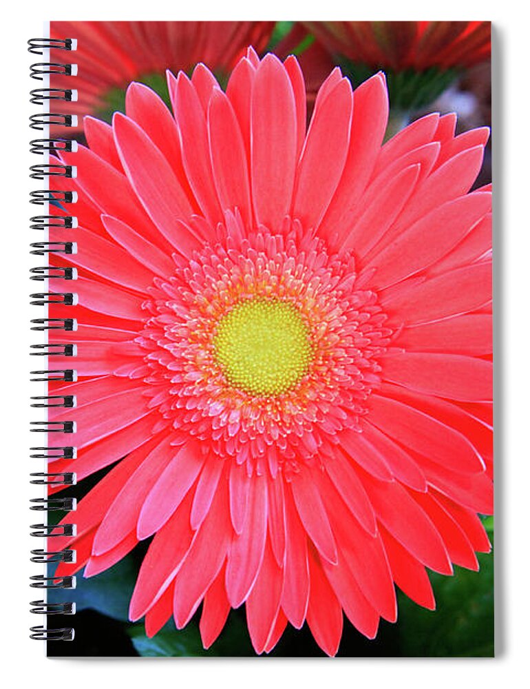 Coral Flower Spiral Notebook featuring the photograph Gerbera Daisy by Dawn Richards