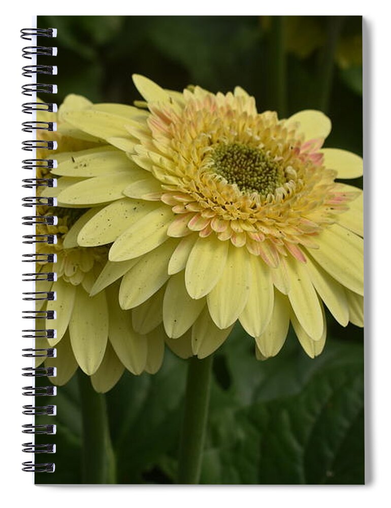 Gerbera Flower Spiral Notebook featuring the digital art Gerbera by Yenni Harrison