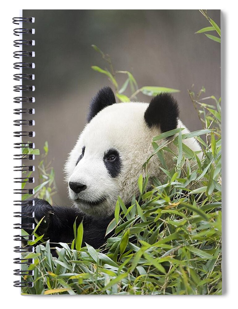 Panda Spiral Notebook featuring the photograph Giant Panda, Ailuropoda Melanoleuca by Mike Powles