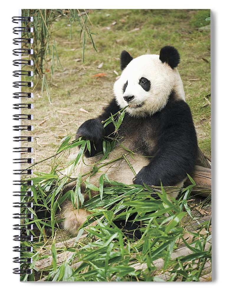 Bamboo Spiral Notebook featuring the photograph Giant Panda Eating Bamboo Leaves, China by Gyro Photography/amanaimagesrf