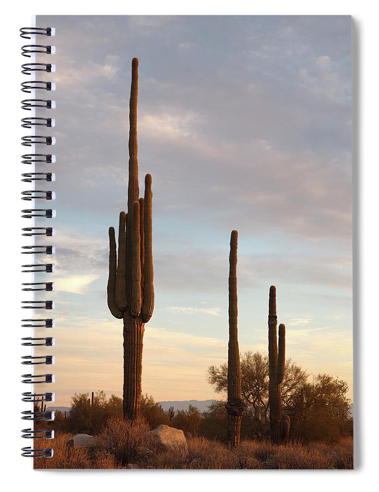 Saguaro Cactus Spiral Notebook featuring the photograph Giant Saguaros by Dustypixel