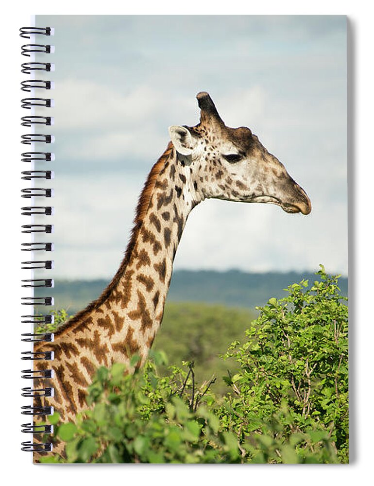 Tanzania Spiral Notebook featuring the photograph Giraffe At Tarangire by Photograph By Kyle Hammons
