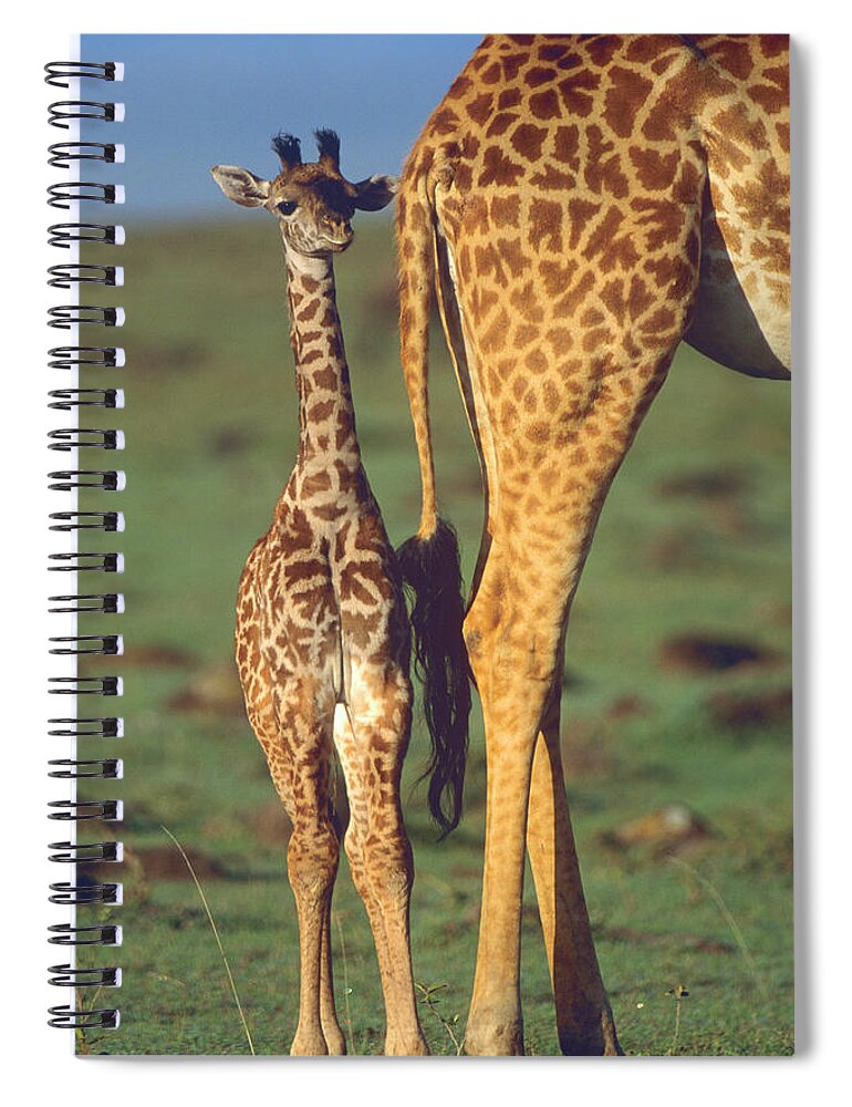 00586195 Spiral Notebook featuring the photograph Giraffe Calf And Mother, Africa by Tim Fitzharris