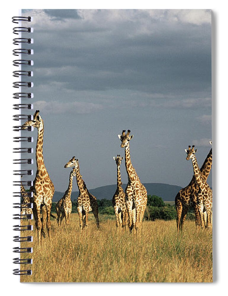 Kenya Spiral Notebook featuring the photograph Giraffes Giraffa Camelopardalis by James Warwick