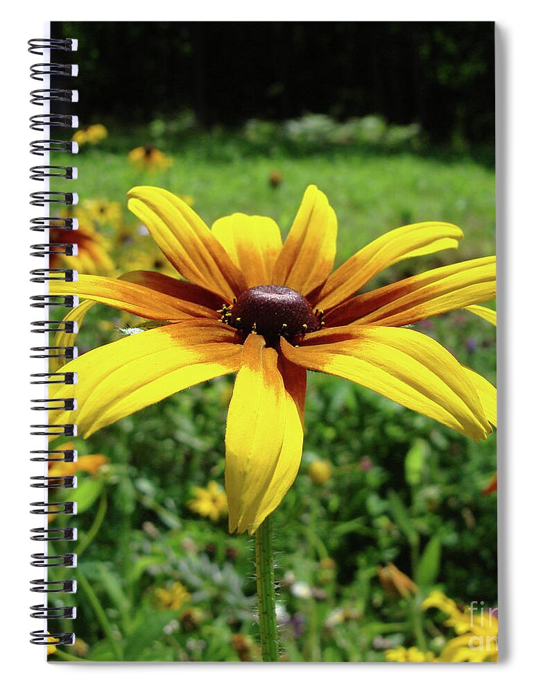 Gloriosa Daisy Spiral Notebook featuring the photograph Gloriosa Daisy 35 by Amy E Fraser