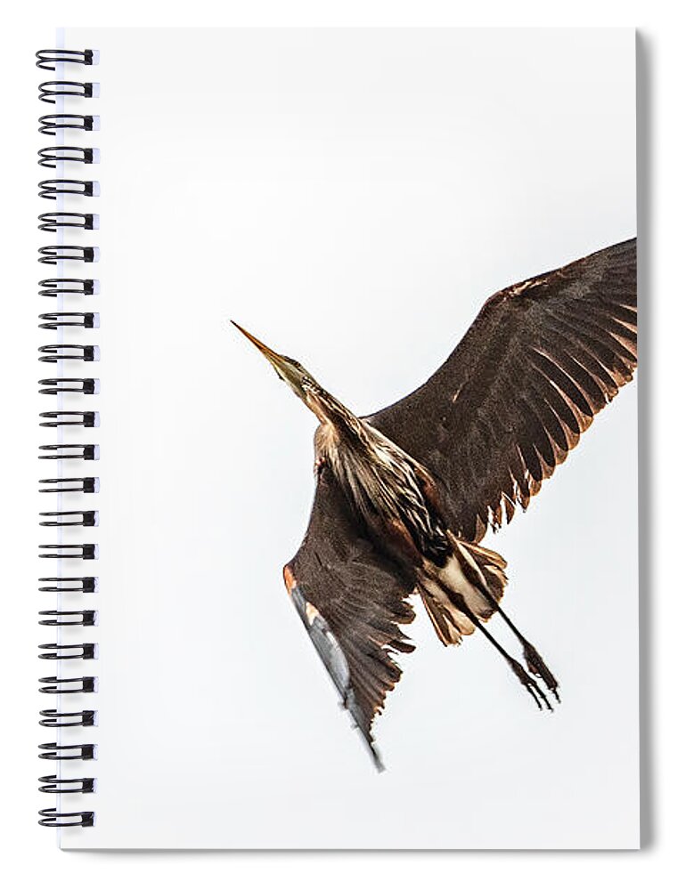 Great Blue Heron Spiral Notebook featuring the photograph Going Places by Kevin Argue