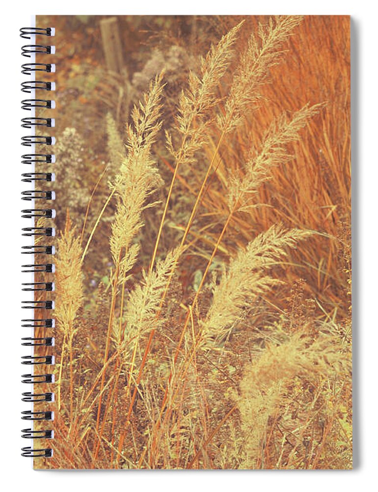 Jenny Rainbow Fine Art Photography Spiral Notebook featuring the photograph Golden Autumnal Poetry. Decorative Grass by Jenny Rainbow