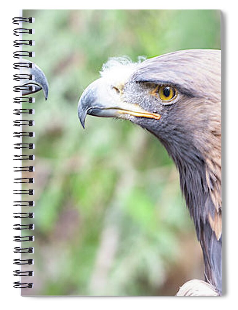 Eagle Spiral Notebook featuring the photograph Golden Eagles by Timothy Anable